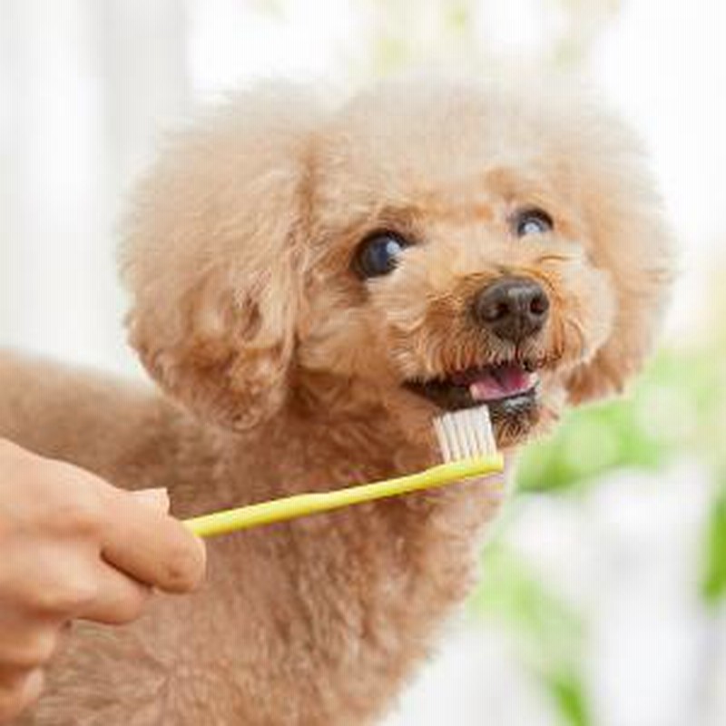 たかくら新産業 超やわらか歯ブラシ 超やわらか・1本・小型犬用(S) 歯磨き(デンタルケア) 通販 LINEポイント最大GET | LINEショッピング たかくら新産業 超やわらか歯ブラシ 超やわらか・1本・小型犬用(S) 歯磨き(デンタルケア) 通販 LINEポイント最大GET | LINEショッピング