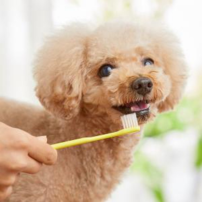 たかくら新産業 超やわらか歯ブラシ ワンタフト・猫・超小型犬用