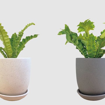 │ 霧陶系列 │ 銀翼山蘇 - 水耕 無土 懶人盆栽 室內植物  陶瓷