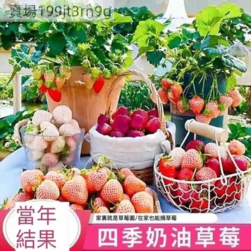 現貨五十款草莓種子（200粒）（90天吃草莓）日本進口品種~紅顏草莓~奶油草莓~四季草莓盆栽水果種子#Strawberr
