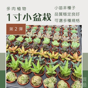 [狂買園藝] 多肉小盆栽 1寸豆盆小多肉 （非種子） 第2彈  🌈 自選品種 /仙人掌/植物/送禮小物/婚禮小物/1吋盆