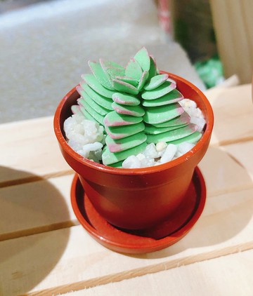 黏土多肉植物 — 茜之塔Crassula corymbulosa