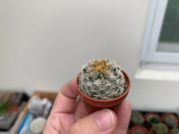 單買植物 — 仙人掌、多肉植物一寸盆