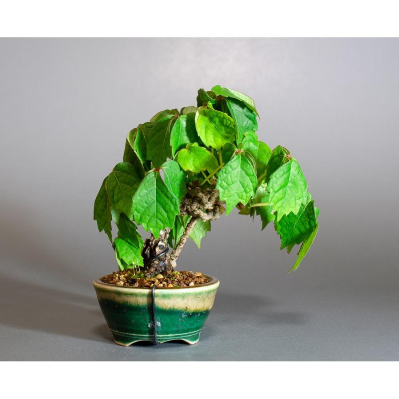 三河盆栽　ツタ　盆栽 三河盆栽 ツタ 盆栽