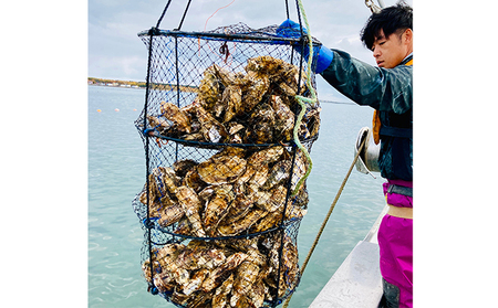 訳あり 北海道 湧別町 サロマ湖産 殻付き 2年牡蠣 2.8kg（約29個前後）