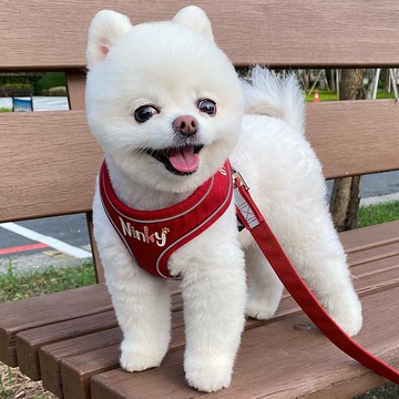 質感紅 繽紛文字款 寵物姓名電話客製化 透氣棉質反光胸背衣胸背