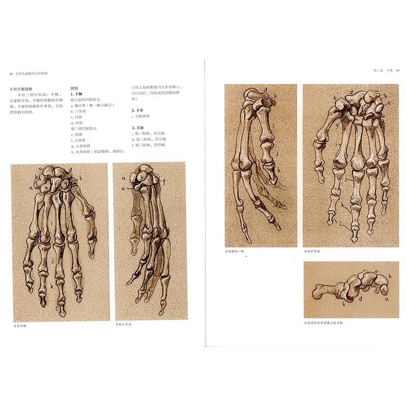 芸用人体解剖完全ガイド　Anatomy a complete guide　中国語版美術 #33402;用人体解剖完全指南 (手#32472;版)