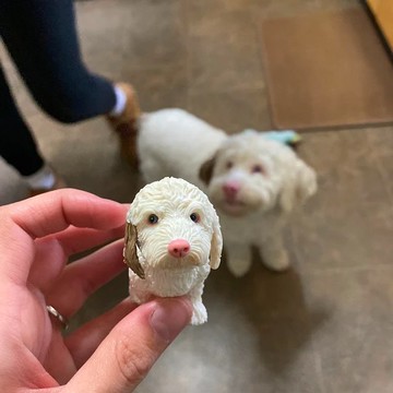 【客製化3D寵物紀念公仔】訂製手作似顏繪肖像狗狗貓咪毛小孩娃娃