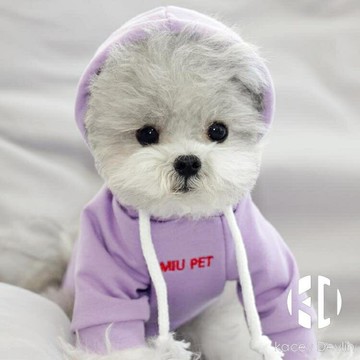 夏季薄款寵物衛衣泰迪比熊博美雪納瑞貓咪貴賓小型犬狗狗衣服【聚物優品】