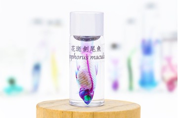 透明生物標本 - 花斑劍尾魚 Xiphophorus maculatus【網路限定】