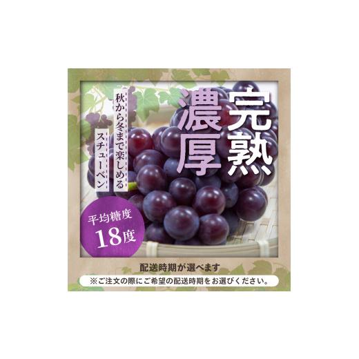 ふるさと納税 青森県 五所川原市  ぶどう スチューベン 4.5kg 大きさ 不揃い 家庭用 青森