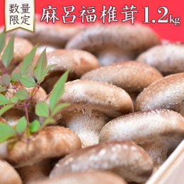  謹製 「 麻呂福椎茸 」 椎茸 しいたけ シイタケ 菌床椎茸栽培 [AK002ci]