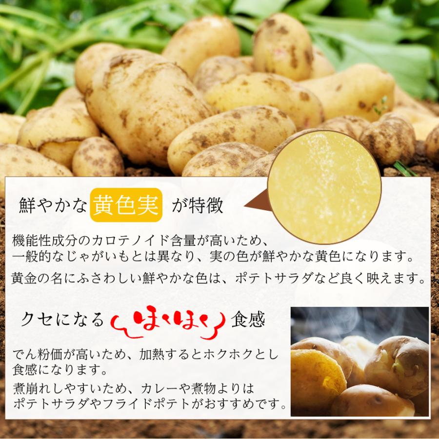 希少品種 ながさき黄金 じゃがいも 長崎県産 10kg 芋 野菜 サイズ混合 S〜2L 馬鈴薯 ジャガイモ 九州 やさい