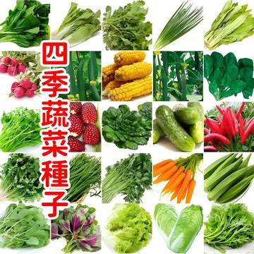 蝦皮熱銷 【四季蔬菜種子】四季蔬菜種子大全！全年皆可種植 可多次採摘 輕鬆在家打造綠色菜園 高發芽率  自種自吃超滿足！