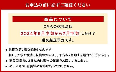 ＜訳あり・ご家庭用＞完熟アップルマンゴー約800g（白箱）2玉～3玉