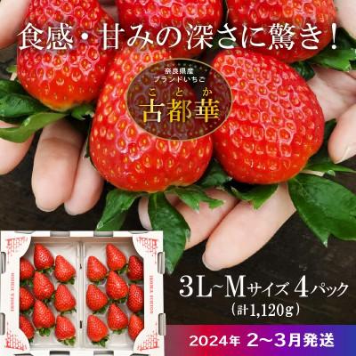 ふるさと納税 生駒市 高級いちご「古都華」3L〜Mサイズ4パック　奈良県生駒市産　農家直送