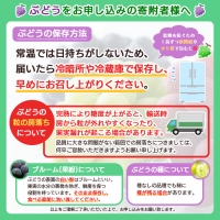 山形のぶどうセット 秀品 約2kg(ピオーネ約1kg2房前後・巨峰約1kg2房前後)[9月中旬～10月中旬お届け] FS23-751