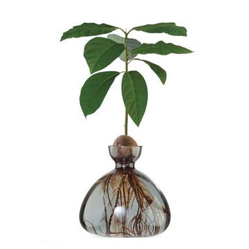 Ilex Studio 酪梨玻璃花器 煙霧灰