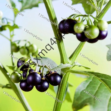 台灣現貨 龍葵種子（500粒）四季種植 農家龍葵種子 |野果黑悠悠小燕悠種籽 |春夏秋四季陽臺盆栽水果種籽 | 白花菜野