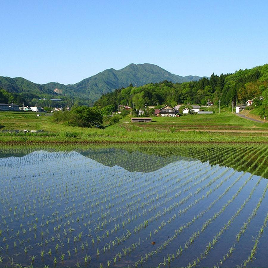 仁多米 コシヒカリ 10kg 5kg×2袋 島根県産 令和5年産 米 お米 白米 うるち米 精白米 ごはん