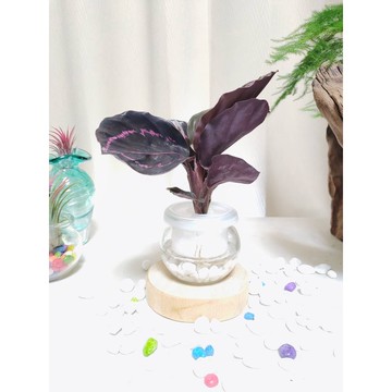 《Kamata🌈》☘️黑玫瑰竹芋☘️彩虹竹芋 紅玫瑰竹芋 新品熱銷款 觀葉植物 室內植物～另售「裸株」