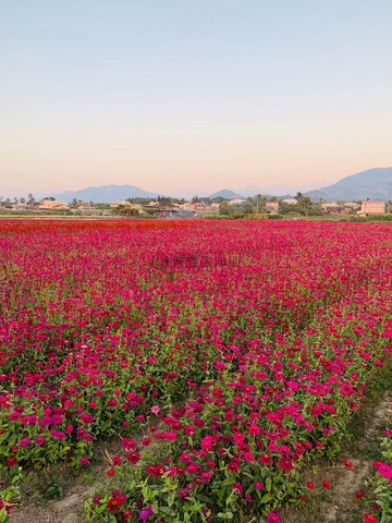 高雄後花園丨月眉花海區之美方正農地丨臨路約10米｜高雄市杉林區月眉段二小段