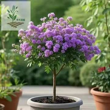 青禾園藝（文冠花種子）四季種植果樹果園 園林綠化木化果樹多年生 觀花花卉觀果觀木果子樹種子