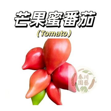 嘉義現貨（芒果蜜番茄種子FQ-12）大果牛心番茄香甜沙瓤多汁甜度高~四季播種盆栽果菜蔬菜種子#tomato