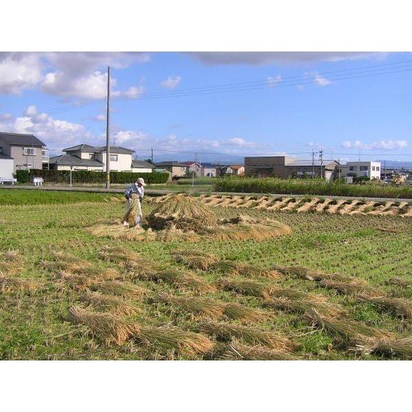 令和5年産 新米 無農薬  有機米 天日干し こしひかり 食用玄米30kg  天地の誉 EM 農法 JAS  オーガニックお米