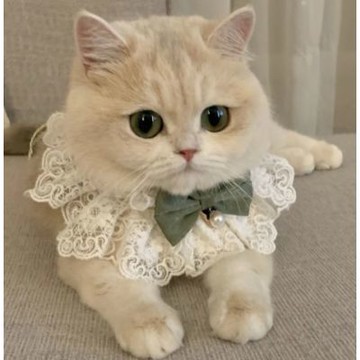 【寵愛毛宅】貓咪珍珠蝴蝶結項圈  寵物項圈 貓咪項圈 貓咪圍脖 貓咪珍珠項圈 蝴蝶結項圈 蕾絲項圈 寵物蕾絲項圈 寵物拍照穿搭