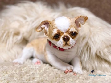 吉娃娃小狗现实玩具