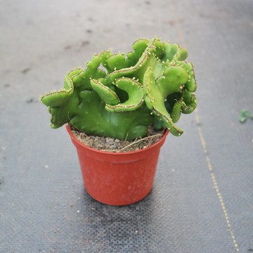 【荳荳多肉】【珊瑚大戟綴化】喬遷│送禮│升遷│多肉植物