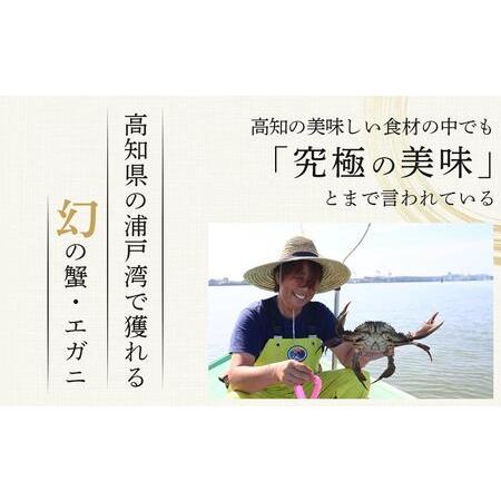 ふるさと納税 浦戸湾産エガニ 高知県高知市