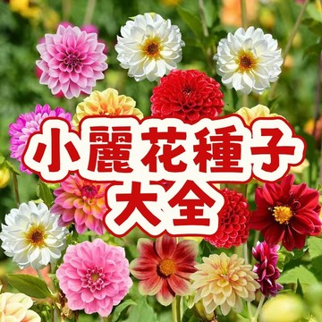 【小麗花種子大全】新品 當季新籽 發芽率高 重辦 花開爆盆 花期長 陽台庭院盆栽 新手易種植 四季種植#超優惠