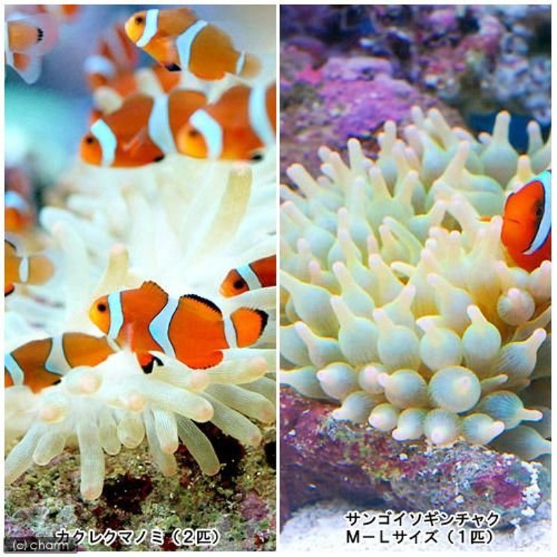 海水魚）カクレクマノミ（２匹）＋サンゴイソギンチャクセット（１ ...