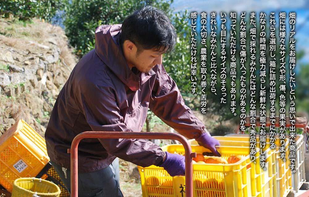 みかん 山から直送 箱込 2.5kg 内容量約 2.3kg 鮮度優先ごろごろ規格 和歌山県産 産地直送 家庭用 AX214