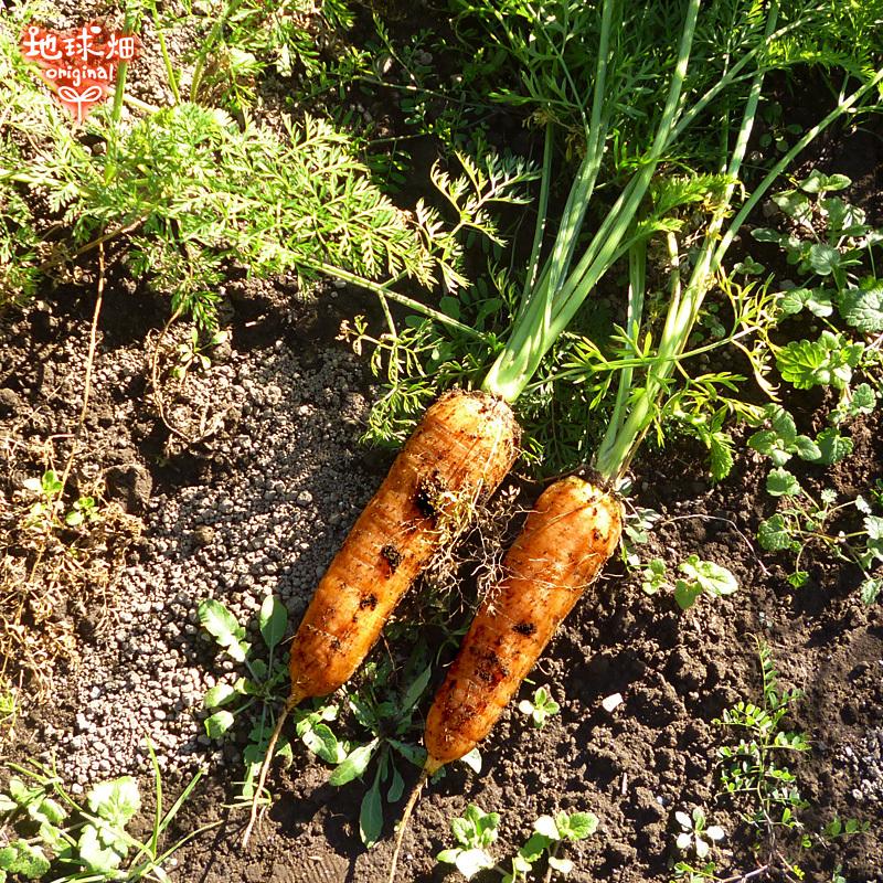 訳あり にんじん 18kg 有機栽培 鹿児島県産 宮崎県産 化学肥料・農薬・除草剤不使用 規格外 ジュース用 訳有 B品 人参 有機JAS 常温便 発送期間11月下旬〜6月