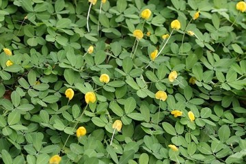 地被植物 蔓花生 1組10棵 3吋盆 高10 cm 生性強健 花花世界玫瑰園 R Yahoo奇摩超級商城 Line購物