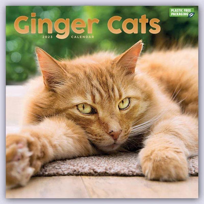 Ginger Cats Square Wall Calendar