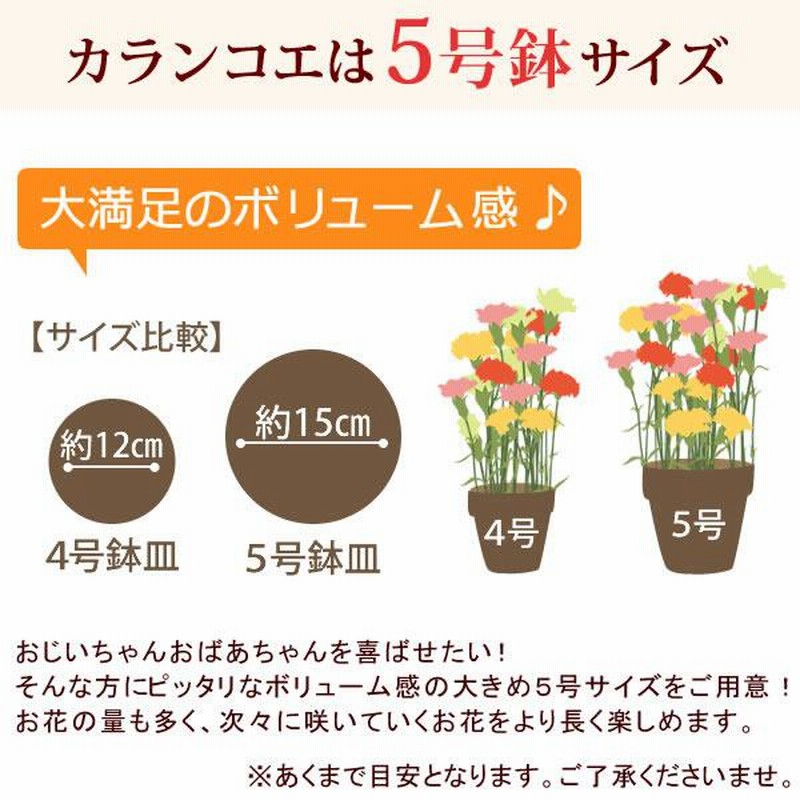 敬老の日 プレゼント ギフト 花 鉢花 鉢植え 珍しい 花とスイーツ りんどう ベコニア お菓子 60代 70代 80代 Flower Dset 通販 Lineポイント最大0 5 Get Lineショッピング