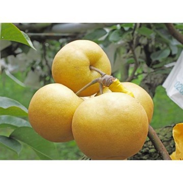 苗栗旅遊｜夏季限定.現採高接梨.銅鑼茶廠.台鹽通霄觀光園區.客家特色餐盒一日｜大人囝仔-24TMMLIPEA