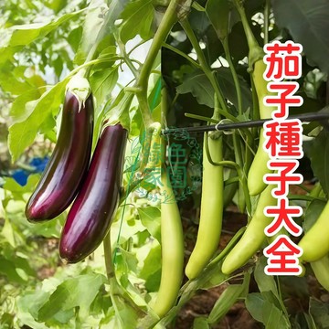 💥臺灣發貨💥【茄子種子大全】超多款  高發芽率保證 適合臺灣氣候 家庭菜園 陽臺盆栽