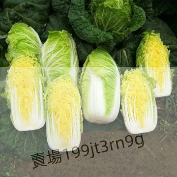 現貨 娃娃菜（500粒）四季播黃金娃娃 黃心娃娃菜種籽 紅心娃娃菜 小白菜庭院種菜陽台蔬菜種子 高产量