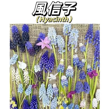 （快速出貨）葡萄風小信子種子 陽台宿舍桌面 耐寒懶人濃香型 室內客廳迷你小花 開花超美 花卉類