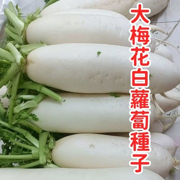台灣當季大梅花白蘿蔔種籽 耐熱品種 鮮甜多汁 家庭菜園 陽台盆栽 蔬菜栽培 好種易活 快速收成 農友推薦 新手適用