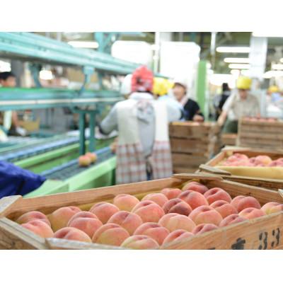 ふるさと納税 紀の川市 あら川の桃2Kg(6-8玉入り)