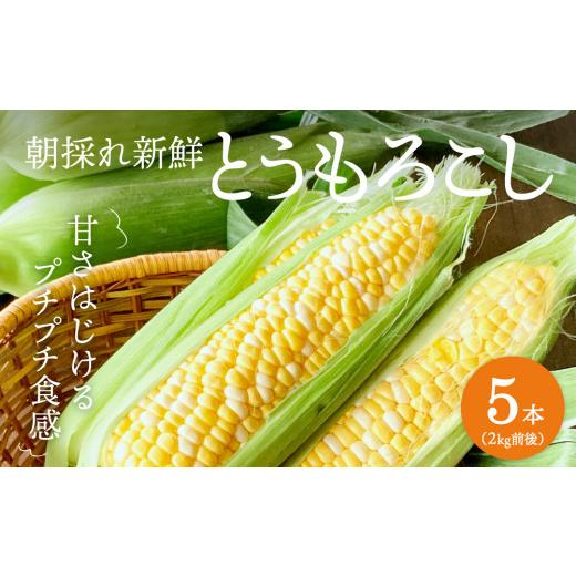 ふるさと納税 兵庫県 加西市 朝どり とうもろこし 5本（2kg前後）よしよし畑 農家直送 朝どれ 新鮮 兵庫県産 キャンプ BBQ アウトドア 小分…