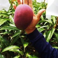  恵農園のアップルマンゴー『秀』約1kg（2～3玉）