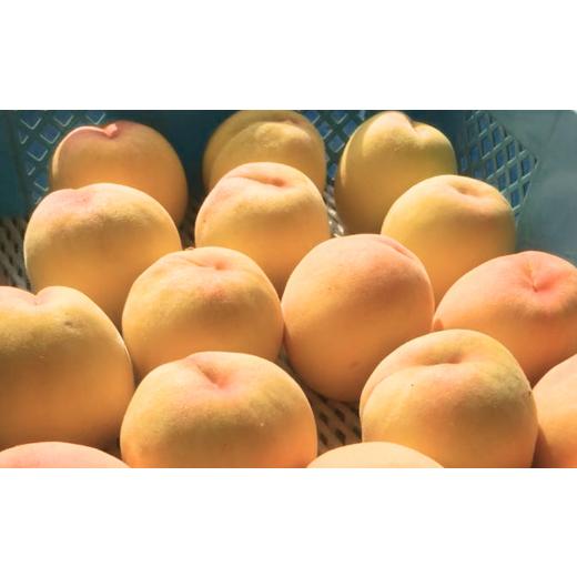 ふるさと納税 新潟県 三条市 先行予約 黄桃 約2kg（6玉入り） [2024年発送分]  贈答用 新潟県三条市産 桃（黄桃） [三次郎農園] 