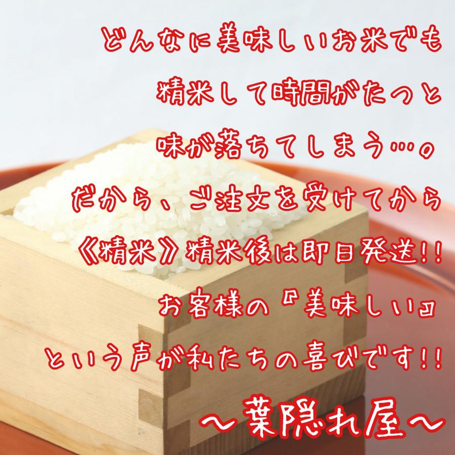 無洗米　さがびより　５kg　五つ星お米マイスター　特A　米　白米　精米　産地直送　佐賀県産　送料無料　(一部地域を除く)